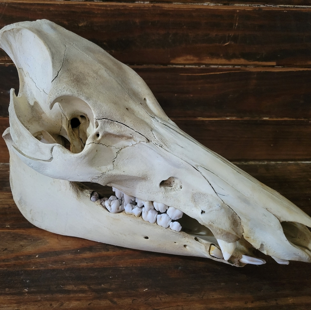 Real 10" Pig Skull